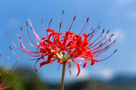 彼岸花 地獄花|彼岸花（ヒガンバナ）の別名と花言葉・色の種類や言。